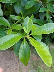 Rhododendron arborescens