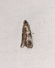 Acrobasis vaccinii