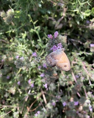 Coenonympha thyrsis