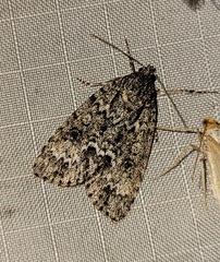 Acronicta fragilis