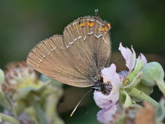 Satyrium ilicis