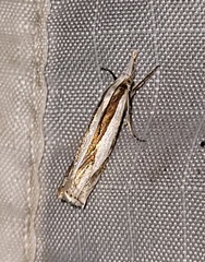 Crambus youngellus