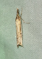 Raphiptera argillaceellus