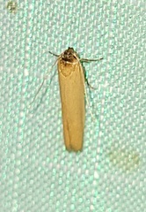 Holcocera immaculella