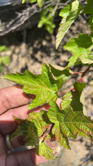 Rubus crataegifolius