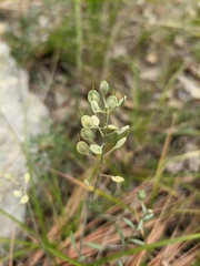 Alyssum trichostachyum