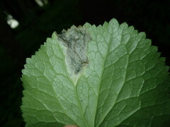 Pseudodineura fuscula