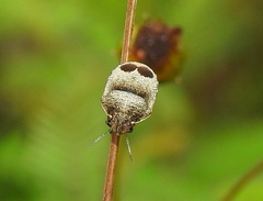 Sphyrocoris obliquus