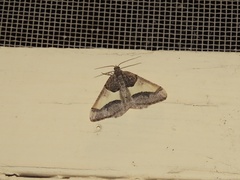 Frederickia hypaethrata