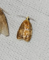 Acleris curvalana
