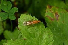 Psila merdaria