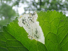Pseudodineura fuscula