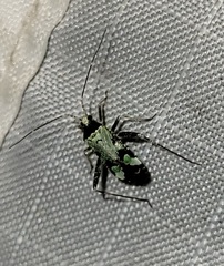 Phytocoris nigricollis