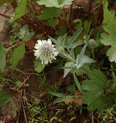 Trifolium eriocephalum