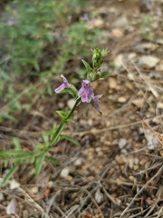 Stachys iberica