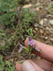 Stachys iberica
