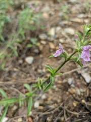 Stachys iberica
