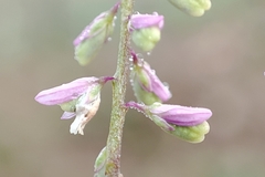 Polygalaceae