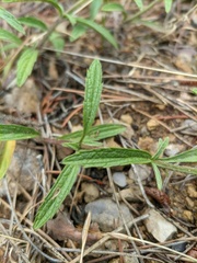Stachys iberica