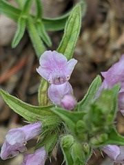Stachys iberica
