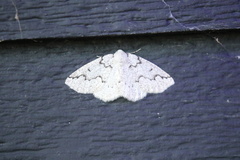 Sabulodes packardata