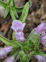 Stachys iberica