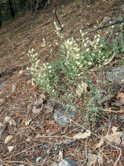 Alyssum trichostachyum
