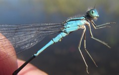 Pseudagrion assegaii