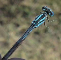 Pseudagrion assegaii