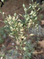 Alyssum trichostachyum