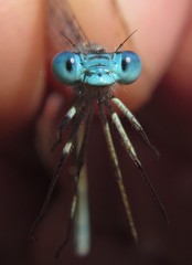 Pseudagrion assegaii
