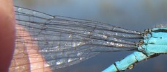 Pseudagrion assegaii