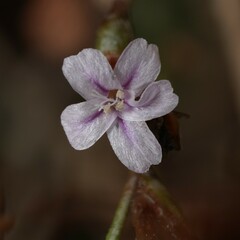 Limonium galilaeum