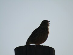 Mirafra apiata apiata