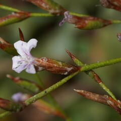 Limonium galilaeum