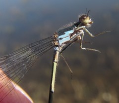Pseudagrion deningi