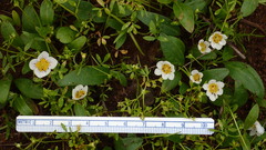 Hesperochiron pumilus