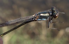 Pseudagrion deningi