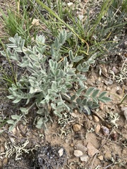 Astragalus purshii