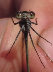 Pseudagrion deningi