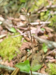 Neottia smallii