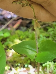 Neottia smallii