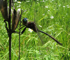 Somatochlora hineana