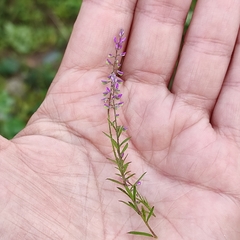 Polygalaceae