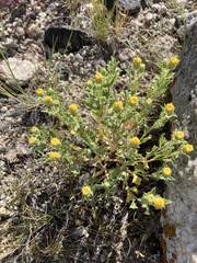 Xanthisma grindelioides