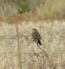 Cercotrichas coryphoeus cinerea