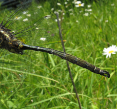 Somatochlora hineana