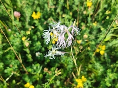 Dianthus superbus