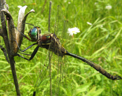 Somatochlora hineana
