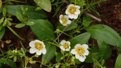 Hesperochiron pumilus